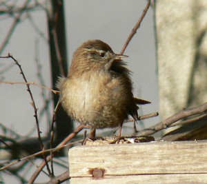 Scricciolo	Troglodytes troglodytes	Winter Wren