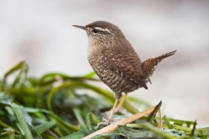Scricciolo	Troglodytes troglodytes	Winter Wren