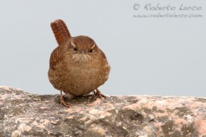 Scricciolo	Troglodytes troglodytes	Winter Wren