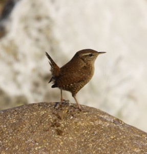 Scricciolo	Troglodytes troglodytes	Winter Wren