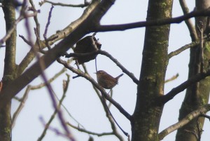 Scricciolo	Troglodytes troglodytes	Winter Wren
