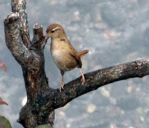 Scricciolo	Troglodytes troglodytes	Winter Wren