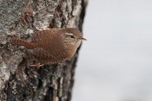 Scricciolo	Troglodytes troglodytes	Winter Wren