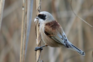 Pendolino	Remiz pendulinus	Penduline Tit