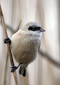 Pendolino	Remiz pendulinus	Penduline Tit