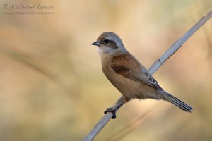 Pendolino	Remiz pendulinus	Penduline Tit