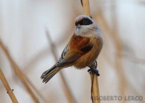 Pendolino	Remiz pendulinus	Penduline Tit