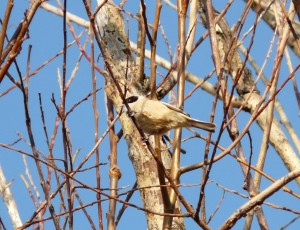 Pendolino	Remiz pendulinus	Penduline Tit