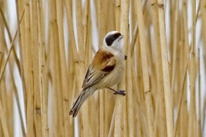 Pendolino	Remiz pendulinus	Penduline Tit