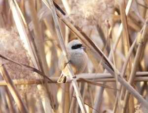 Pendolino	Remiz pendulinus	Penduline Tit