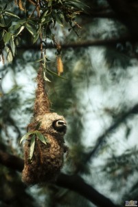 Pendolino	Remiz pendulinus	Penduline Tit