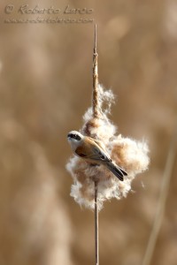 Pendolino	Remiz pendulinus	Penduline Tit
