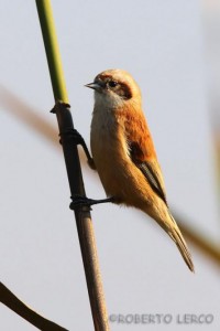 Pendolino	Remiz pendulinus	Penduline Tit