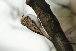 Rampichino alpestre	Certhia familiaris	Eurasian Treecreeper