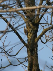 Rampichino comune	Certhia brachydactyla	Short-toed Treecreepe