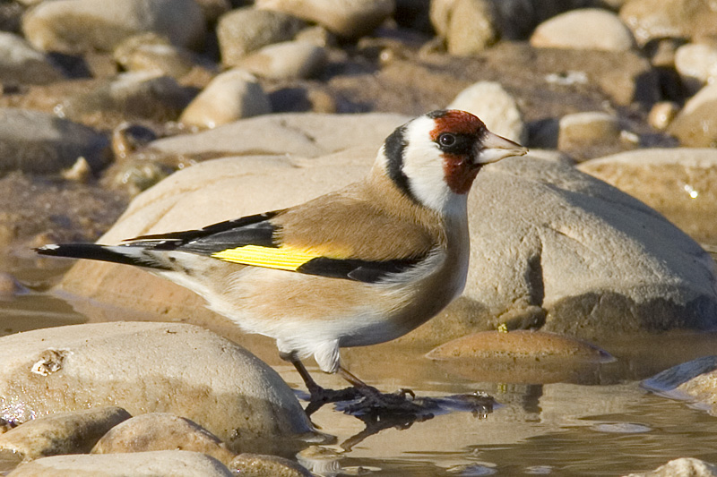 cardellino