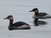 Svasso collorosso	Podiceps grisegena	Red-necked Grebe