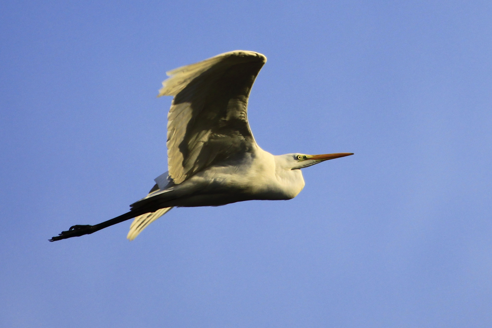 Airone bianco maggiore