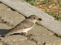 Pigliamosche	Muscicapa striata	Spotted Flycatcher