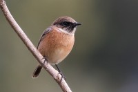 Saltimpalo	Saxicola rubicola	European Stonechat