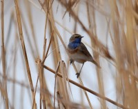 Pettazzurro	Luscinia svecica	Bluethroat