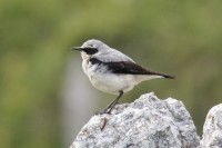 Culbianco	Oenanthe oenanthe	Northern Wheatear