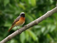 Codirosso comune	Phoenicurus phoenicurus	Common Redstart