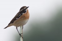 Stiaccino	Saxicola rubetra	Whinchat