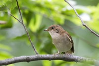 Usignolo	Luscinia megarhynchos	Common Nightingale