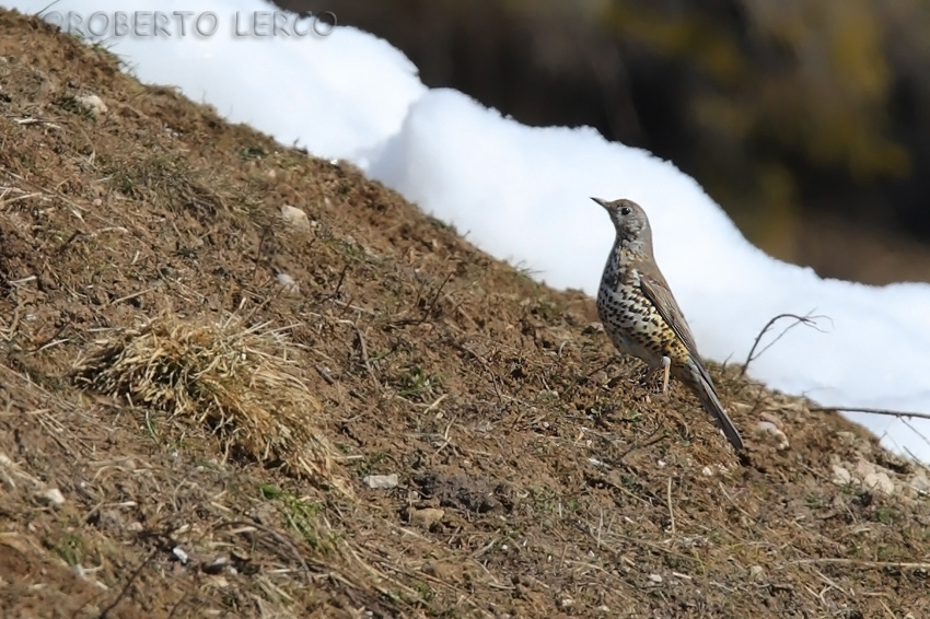 Tordela_Turdus_viscivorus2