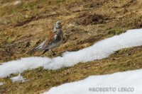 Cesena_Turdus_pilaris5