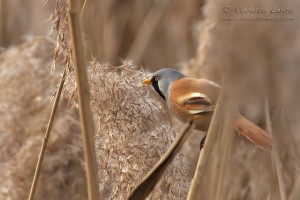 Basettino	Panurus biarmicus	Bearded Reedling