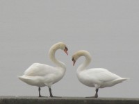 Cigno reale	Cygnus olor	Mute Swan