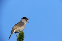 Capinera	Sylvia atricapilla	Blackcap