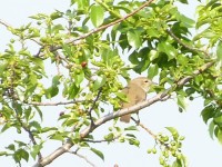 Beccafico	Sylvia borin	Garden Warbler