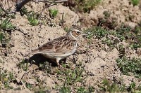 Tottavilla	Lullula arborea	Wood Lark