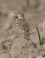 Calandrella	Calandrella brachydactyla	Greater Short-toed Lark