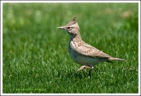 Cappellaccia	Galerida cristata	Crested Lark