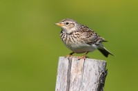 Allodola	Alauda arvensis	Skylark