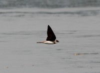 Topino	Riparia riparia	Sand Martin