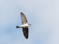 Balestruccio Delichon urbicum Common House Martin