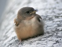 Rondine montana	Ptyonoprogne rupestris	Eurasian Crag Martin