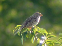 Strillozzo	Emberiza calandra	Corn Bunting