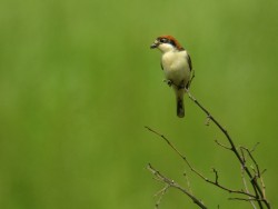 Averla capirossa	Lanius senator	Woodchat Shrike