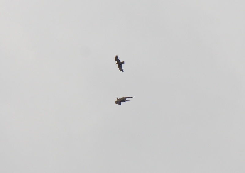 Aquila e f. di palude 1