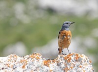 Codirossone	Monticola saxatilis	Rufous-tailed Rock Thrush