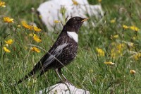 Merlo dal collare	Turdus torquatus	Ring Ouzel