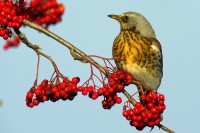 Cesena	Turdus pilaris	Fieldfare