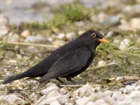 Merlo	Turdus merula	Blackbird