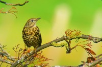 Tordela	Turdus viscivorus	Mistle Thrush